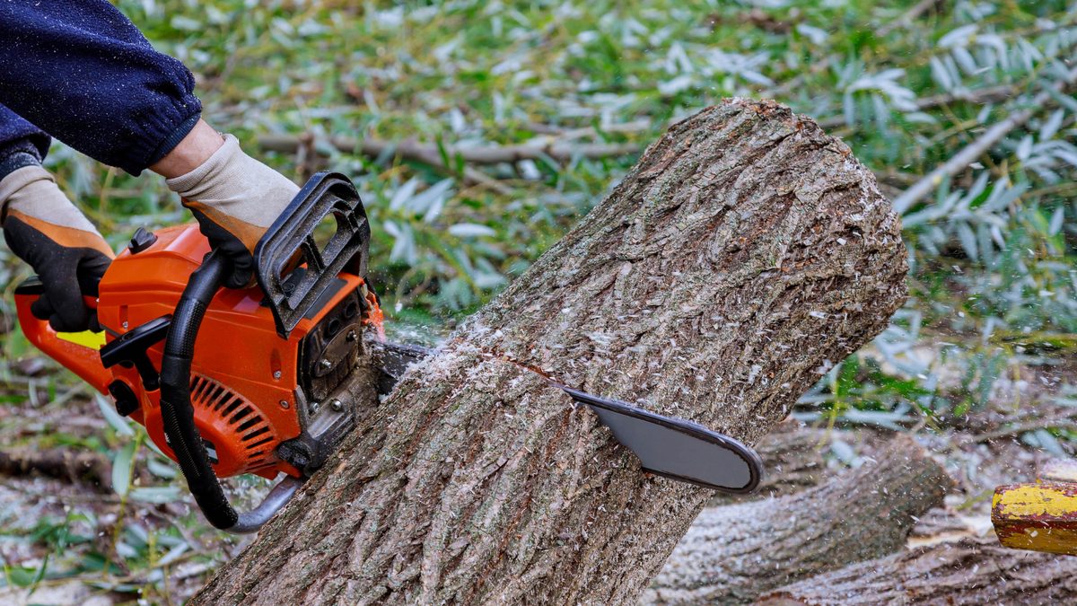 Close-up of chainsaw cutting through a large tree limb
