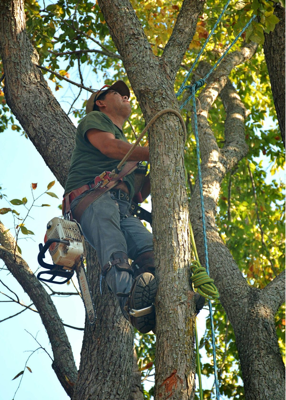 Climber roped into a tree with chainsaw and harness, preparing a cut