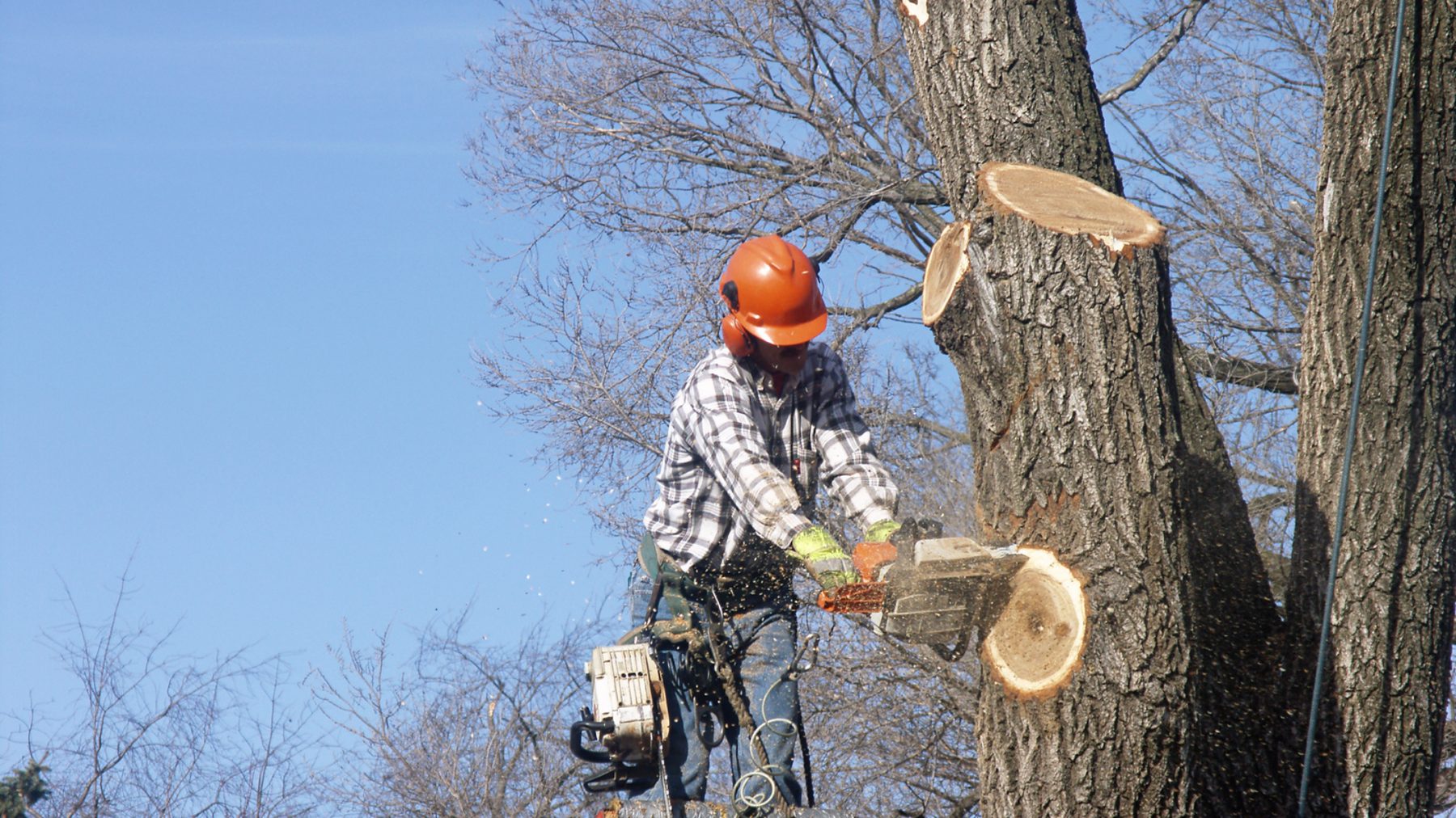Everguard crew member cutting a large tree trunk with a chainsaw