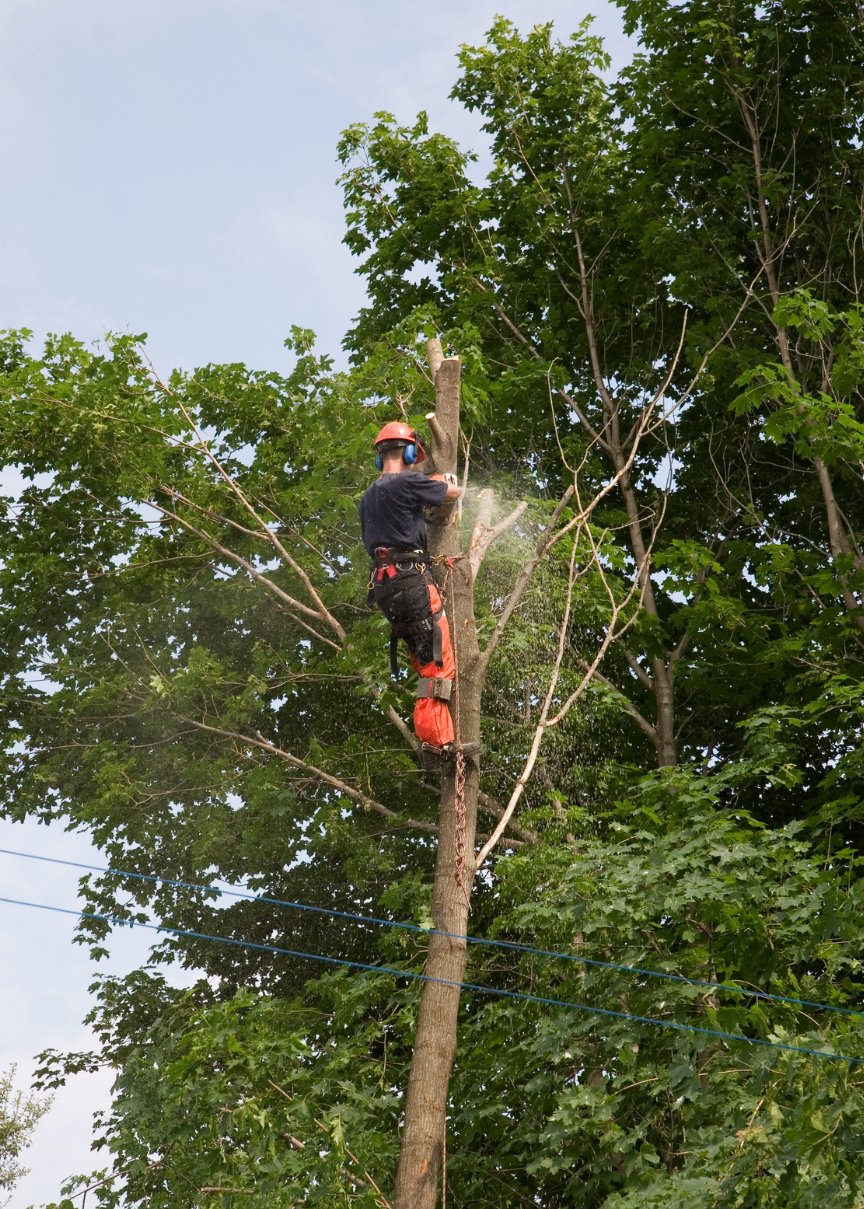 Everguard crew member climbing and trimming a tree